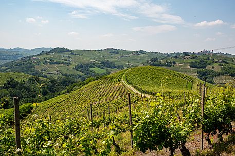 Monferrato Landscape